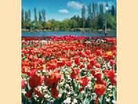 Tasmanien bietet neben herrlicher Landschaft und Str�nden auch 2005 viele Events